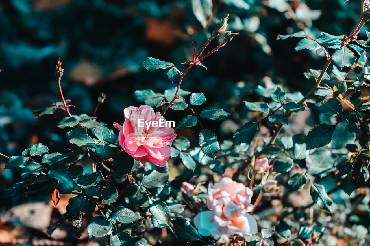 CLOSE UP OF PINK FLOWERING PLANTS