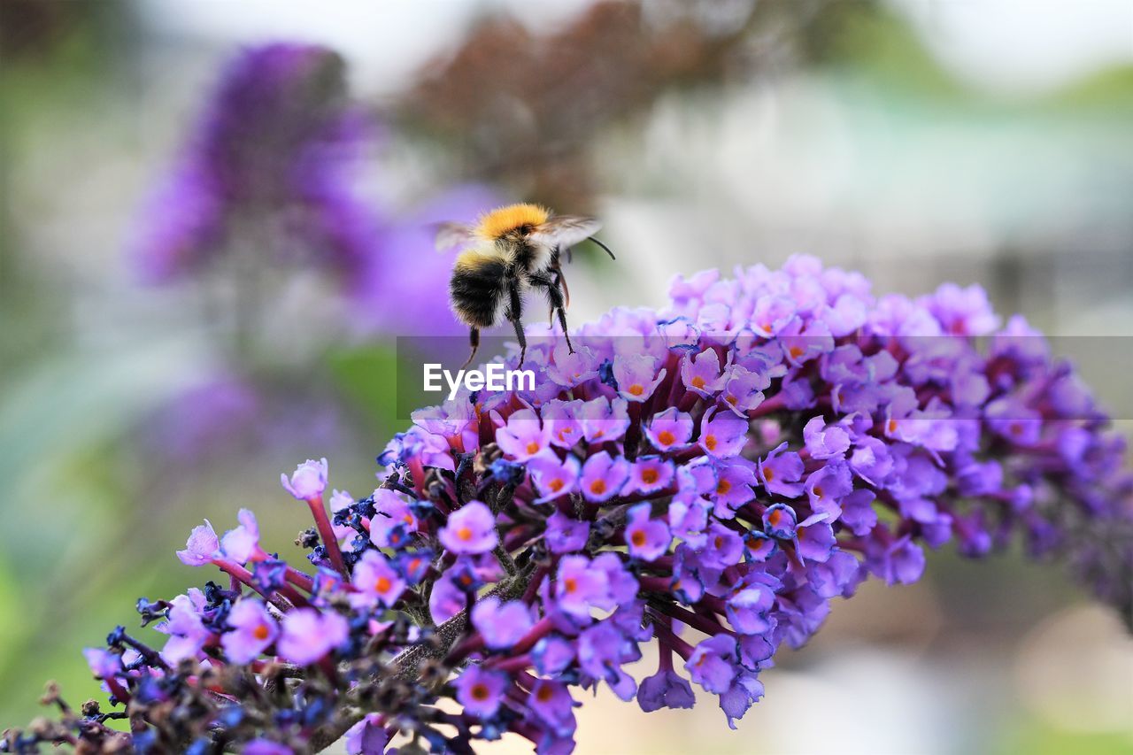 CLOSE-UP OF BEE ON PURPLE FLOWER