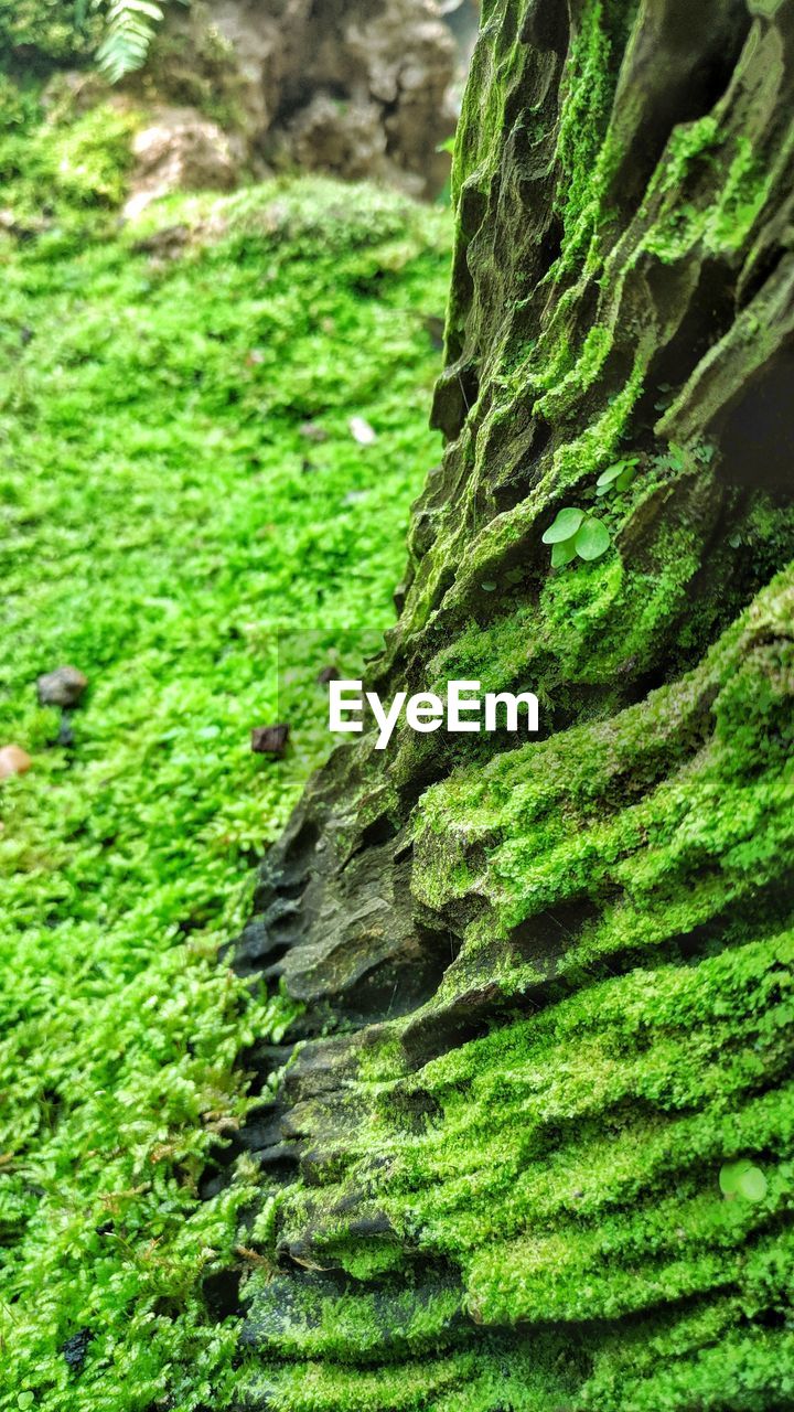 Close-up of moss growing on tree trunk