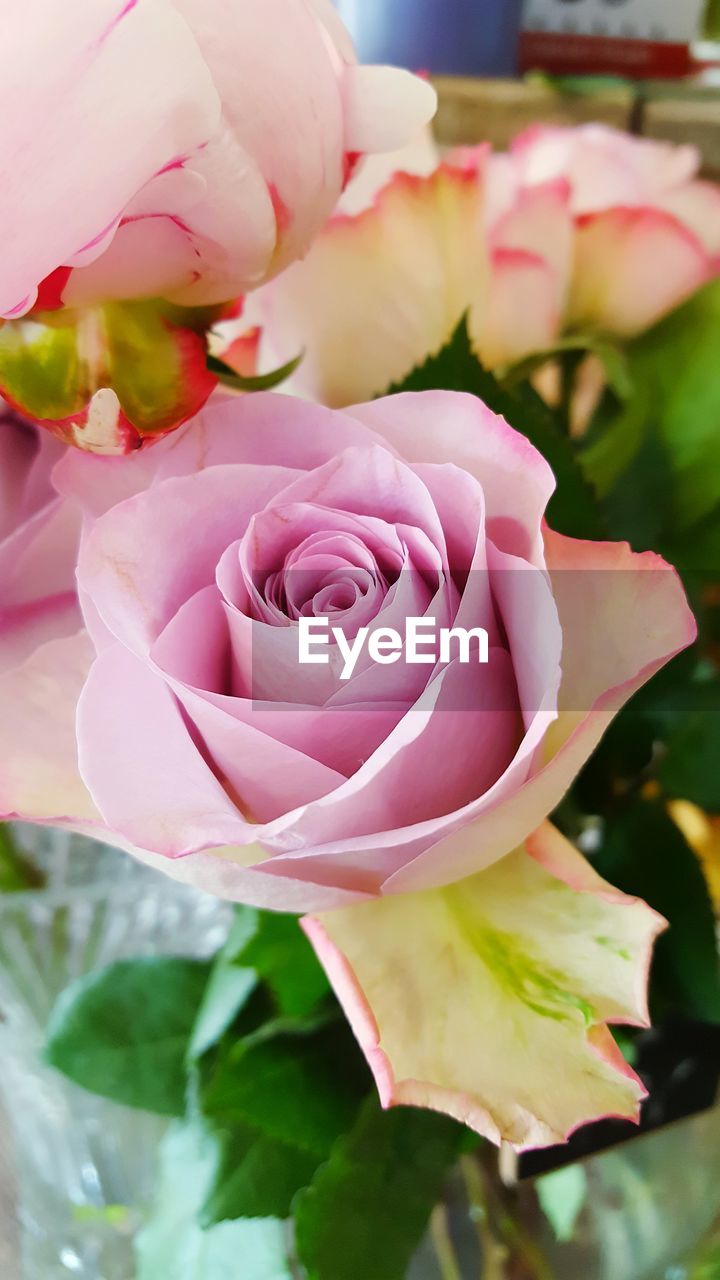 Close-up of pink rose