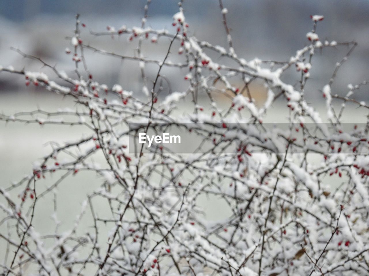 CLOSE-UP OF SNOW ON BRANCH