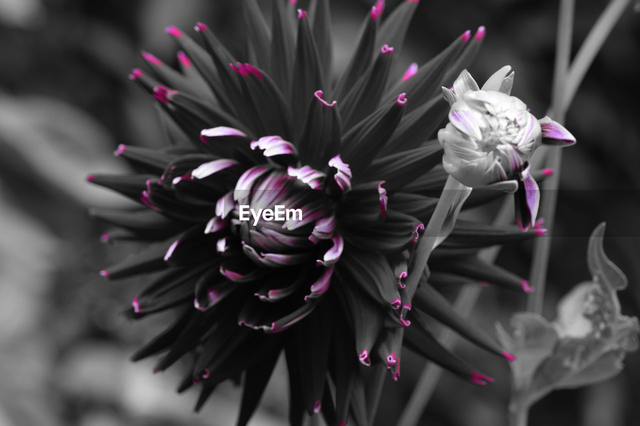 Close-up of purple flowers