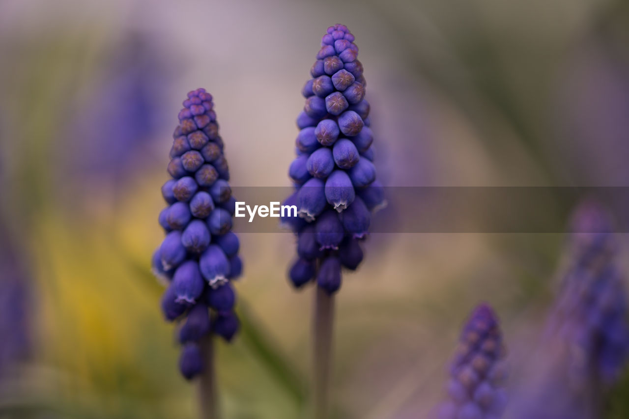 Close-up of purple flowers