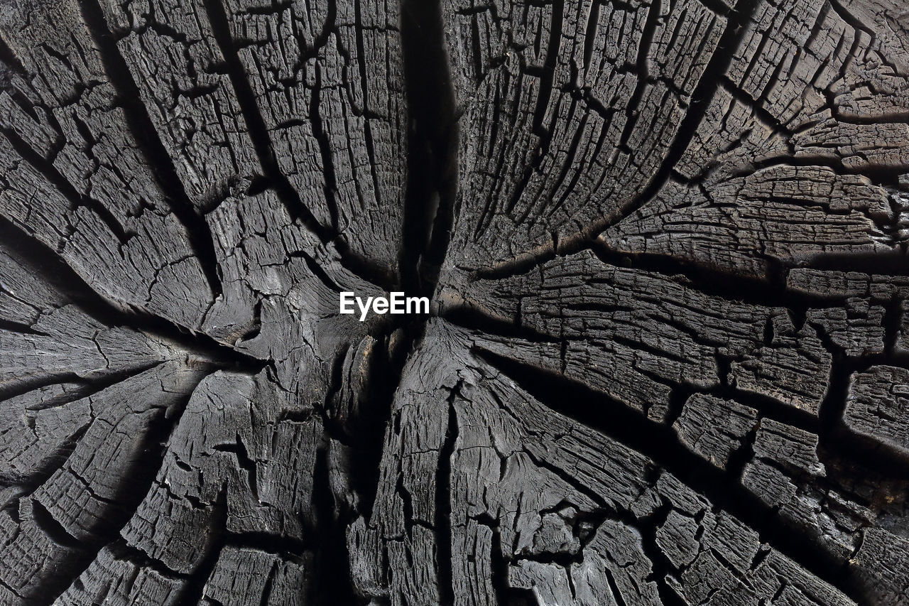 CLOSE-UP OF TREE TRUNK IN FOREST