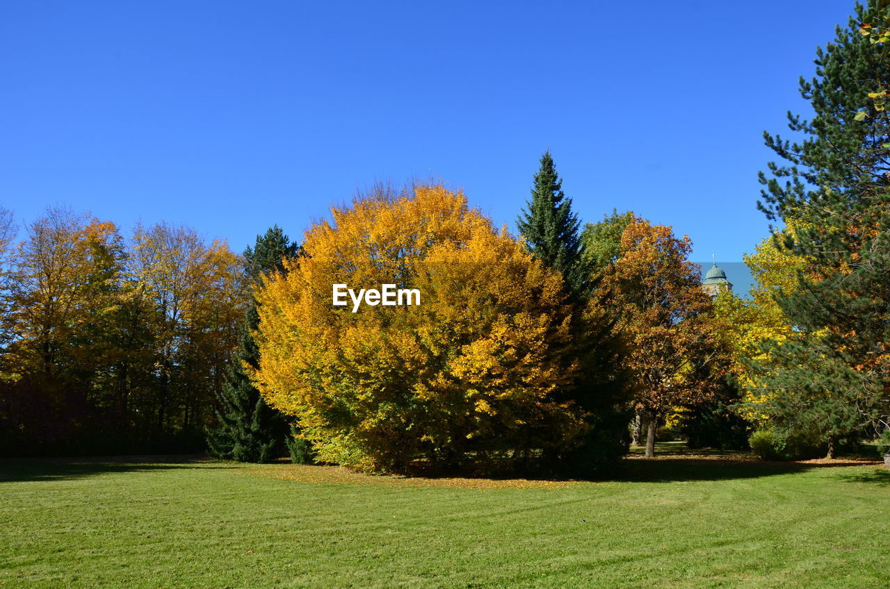 Autumn trees on landscape against blue sky