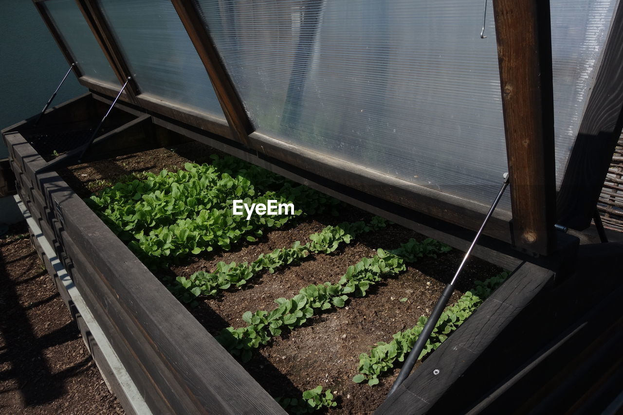 Raised bed gardening for vegetable cultivation in a big green garden