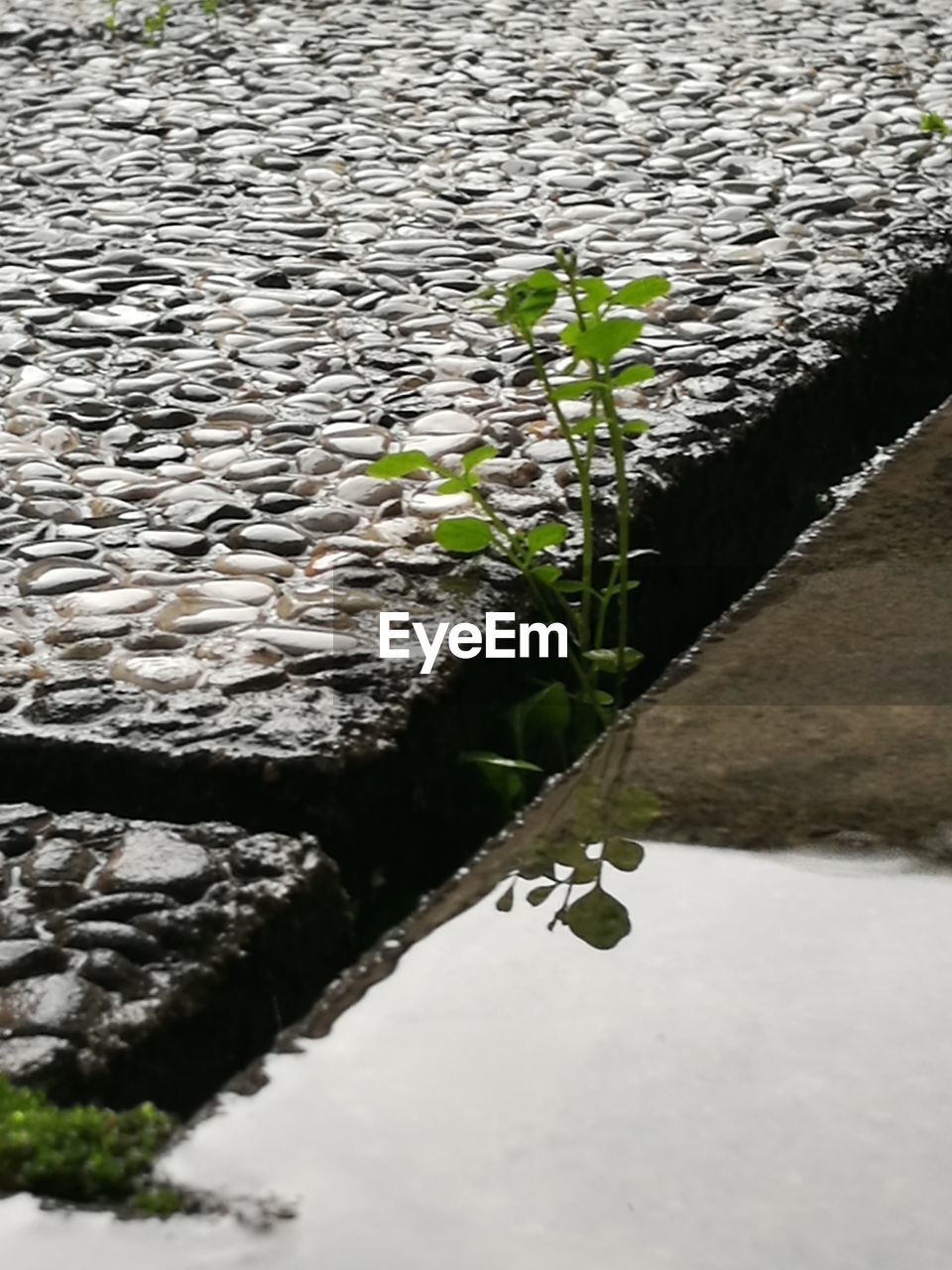 CLOSE-UP OF PLANT ON RIVERBANK