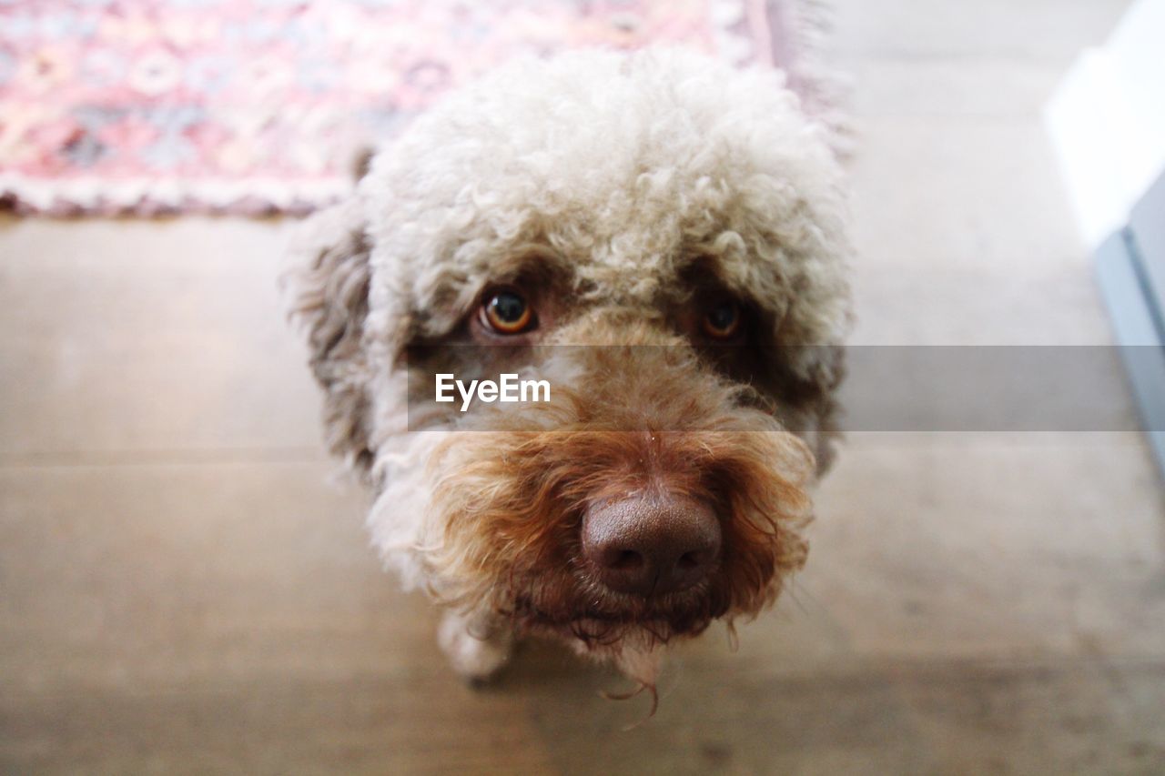 High angle view of dog on hardwood floor at home