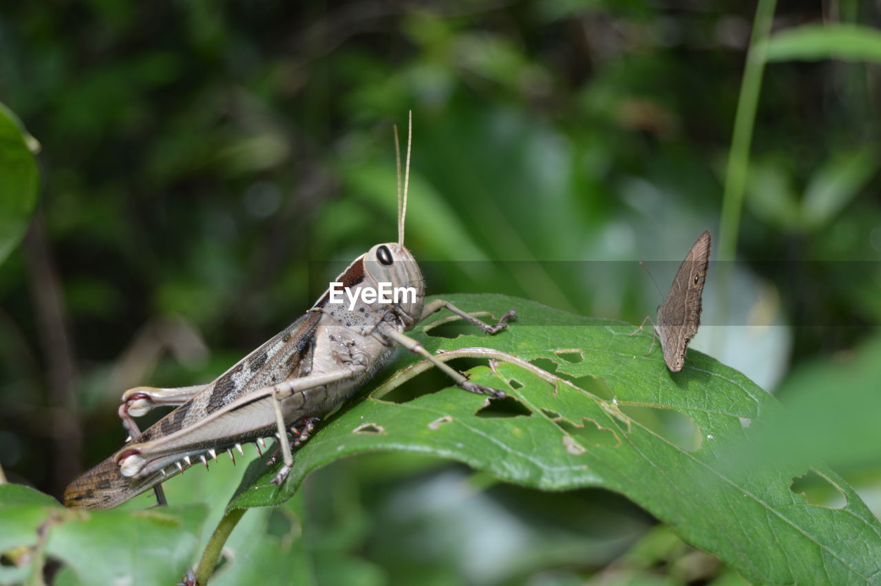 CLOSE-UP OF INSECT PERCHING ON LEAF