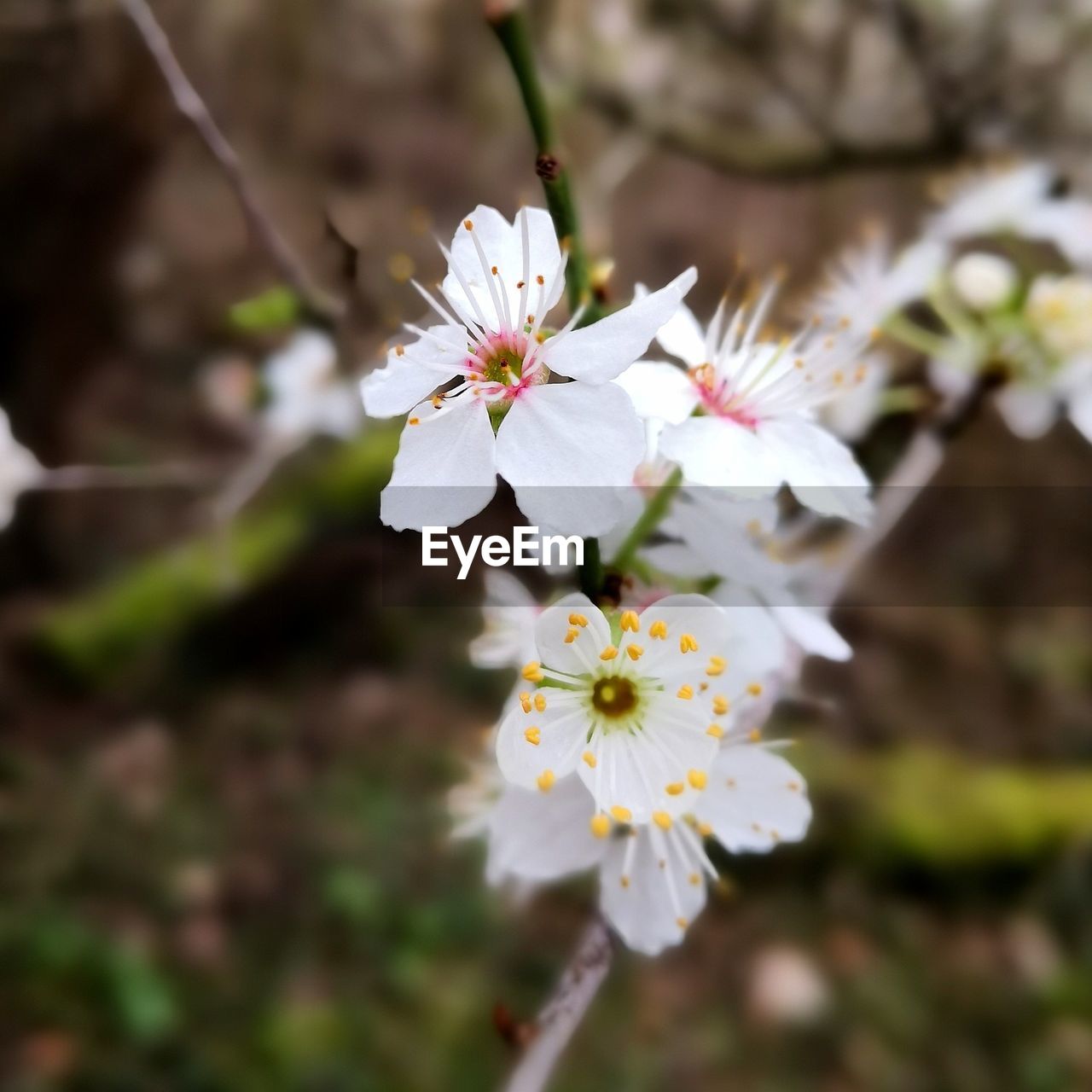 Close-up of white cherry blossoms