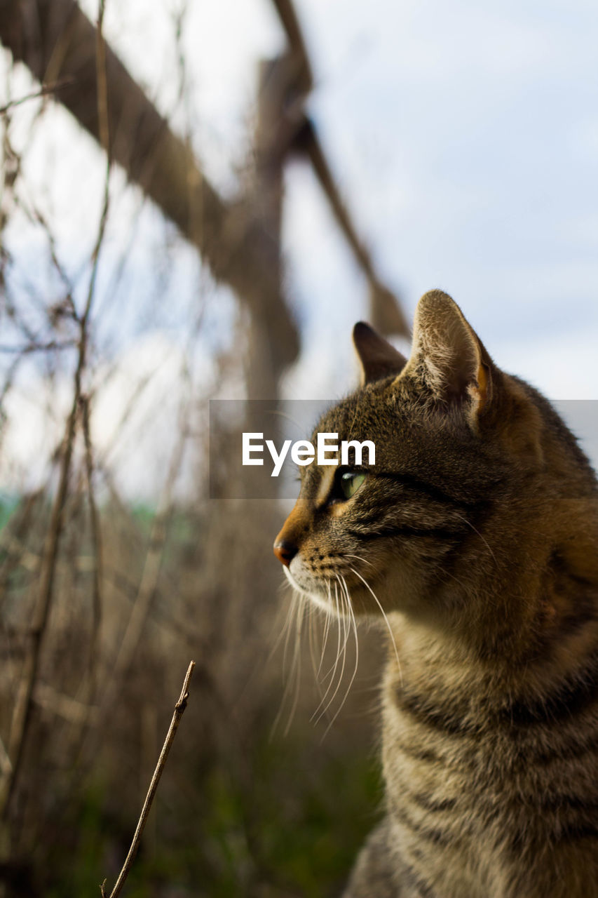 Wild cat looking at the sky