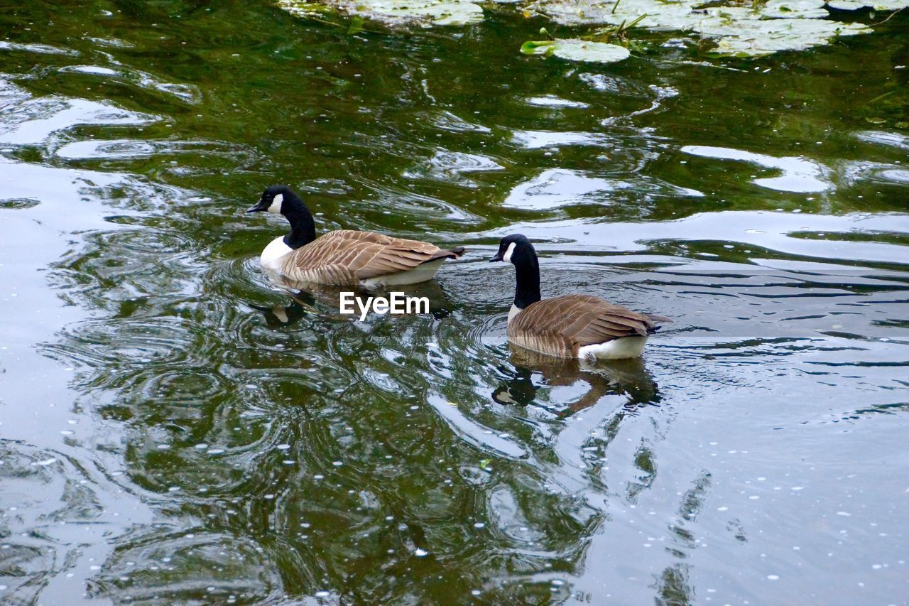 DUCK SWIMMING ON LAKE