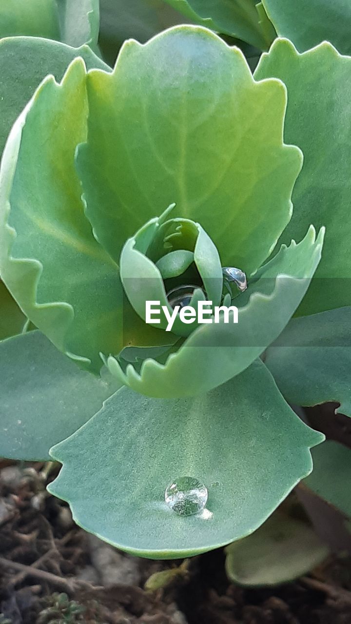 CLOSE-UP OF SUCCULENT PLANTS