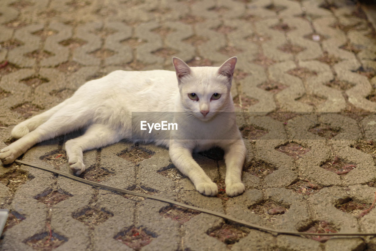 HIGH ANGLE PORTRAIT OF CAT BY FLOOR