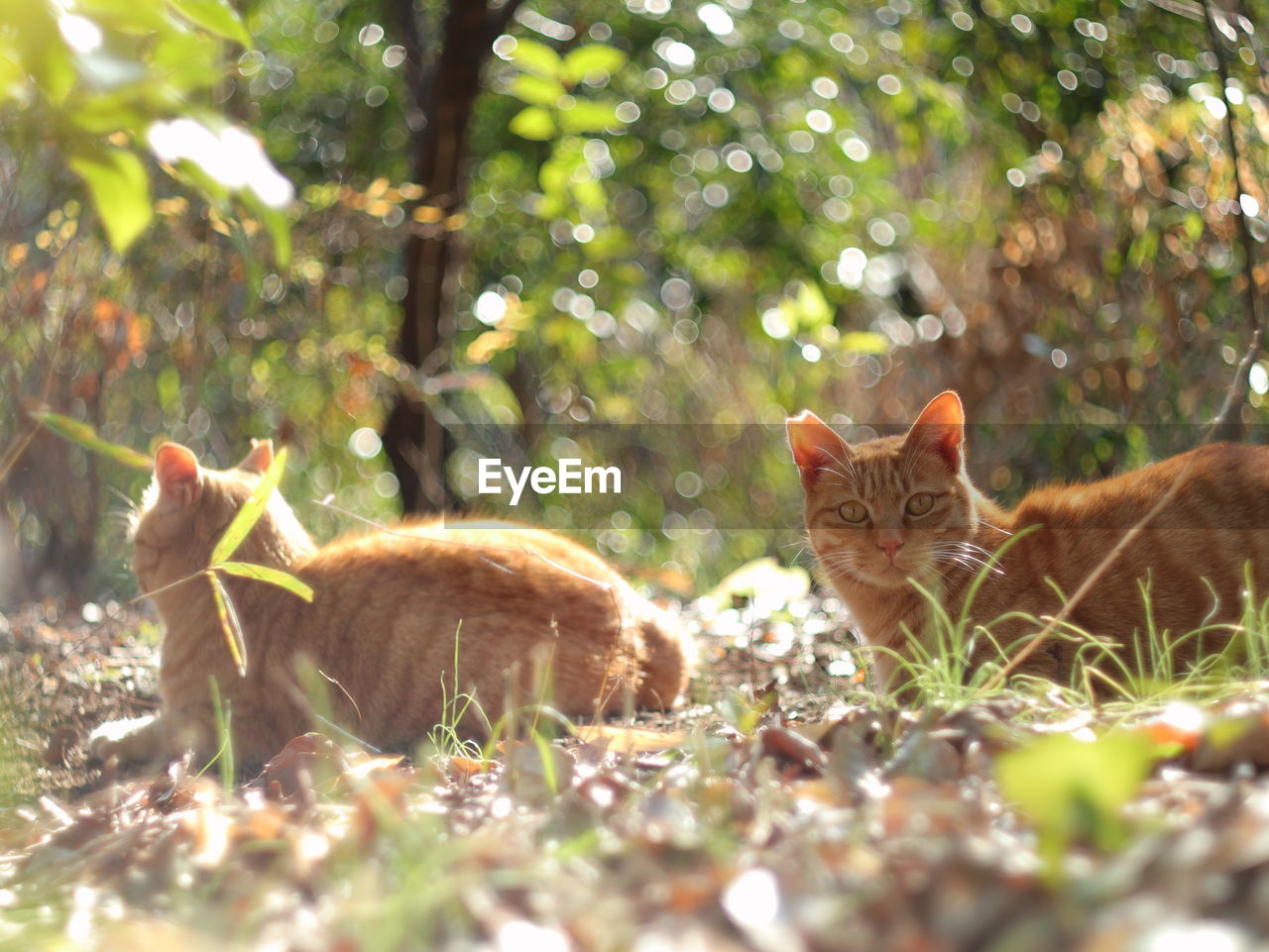 PORTRAIT OF TWO CATS ON GROUND