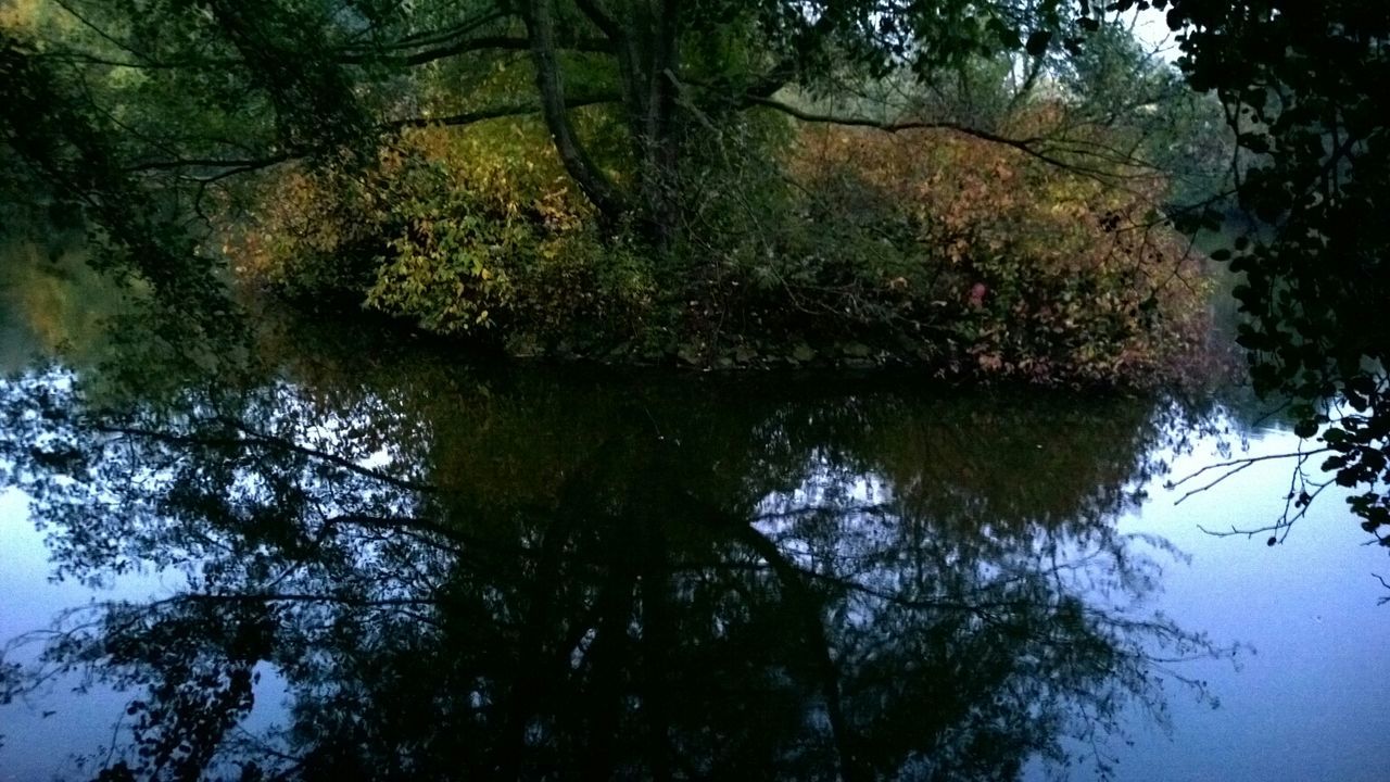 REFLECTION OF TREES IN WATER