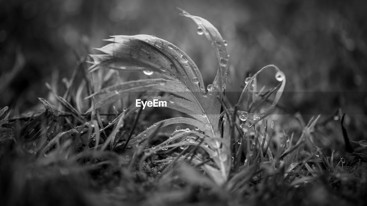 plant, black and white, nature, growth, monochrome photography, monochrome, grass, leaf, land, darkness, black, selective focus, beauty in nature, close-up, field, no people, macro photography, outdoors, fragility, tranquility, light, day, sunlight, environment, freshness, flower