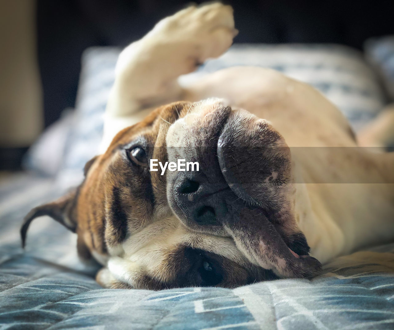 Close-up of a dog resting on bed at home