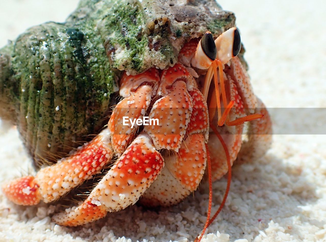 Close-up of hermit crab