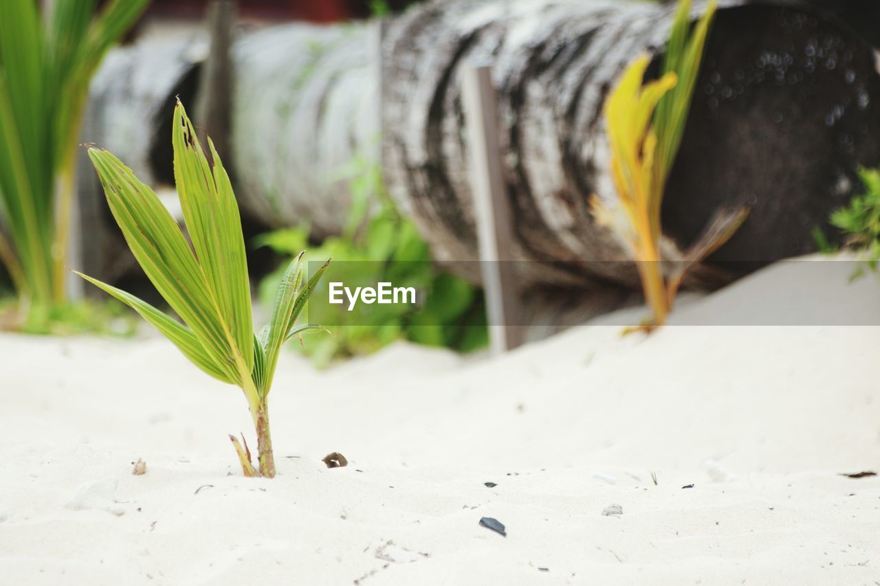 Close-up of plant growing at beach