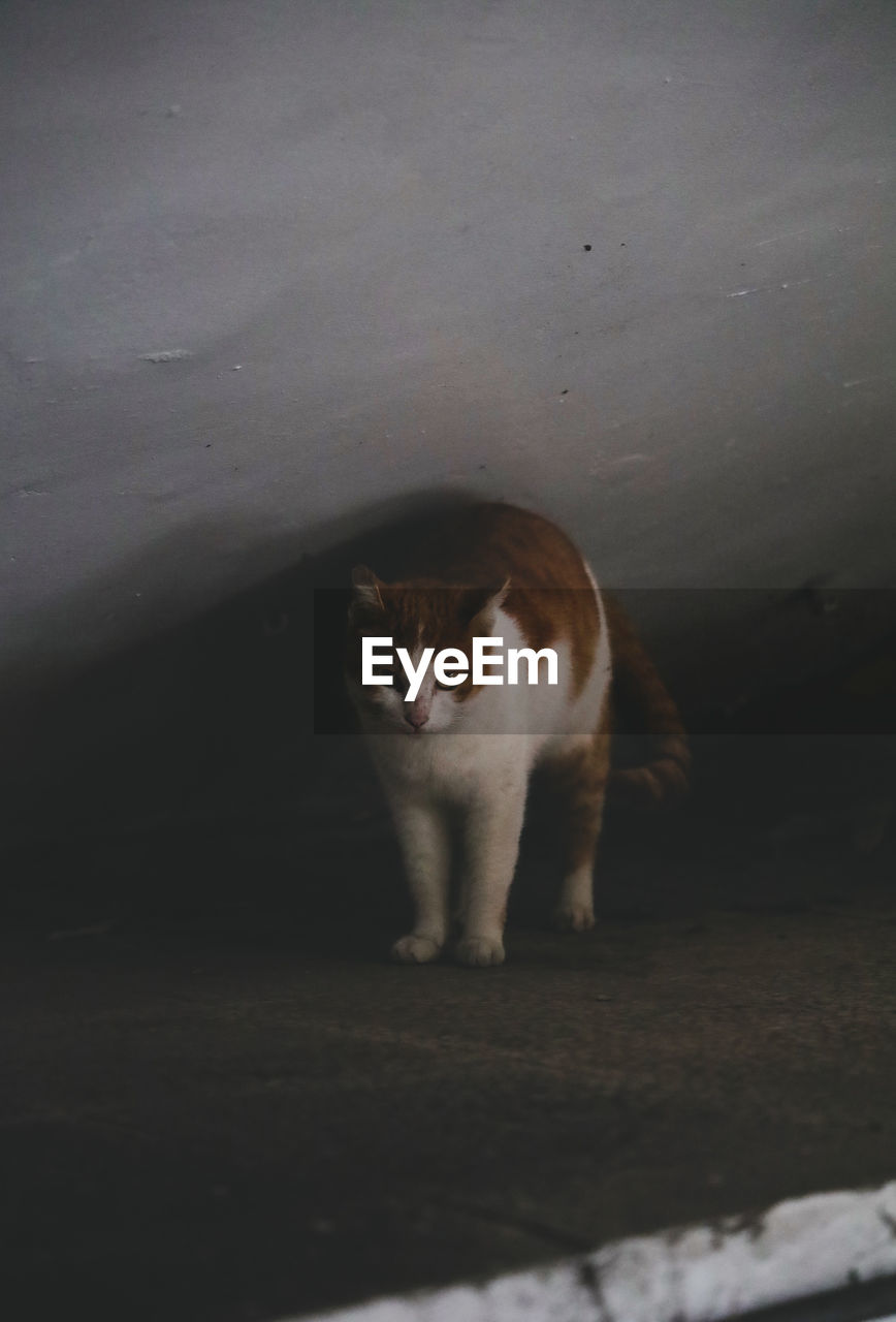 CAT LOOKING AWAY WHILE STANDING ON WALL