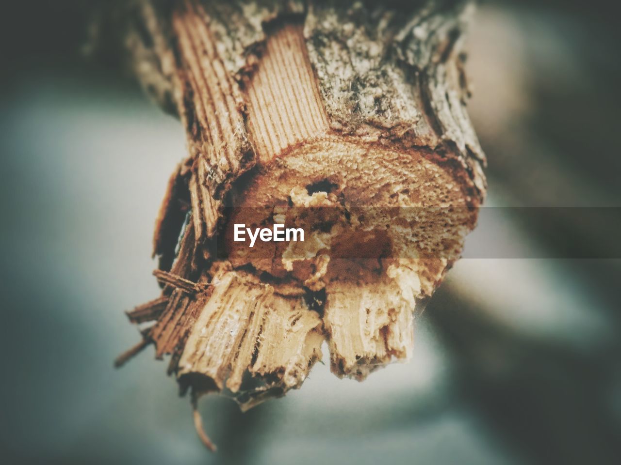 CLOSE-UP OF DRIED LEAF ON TREE