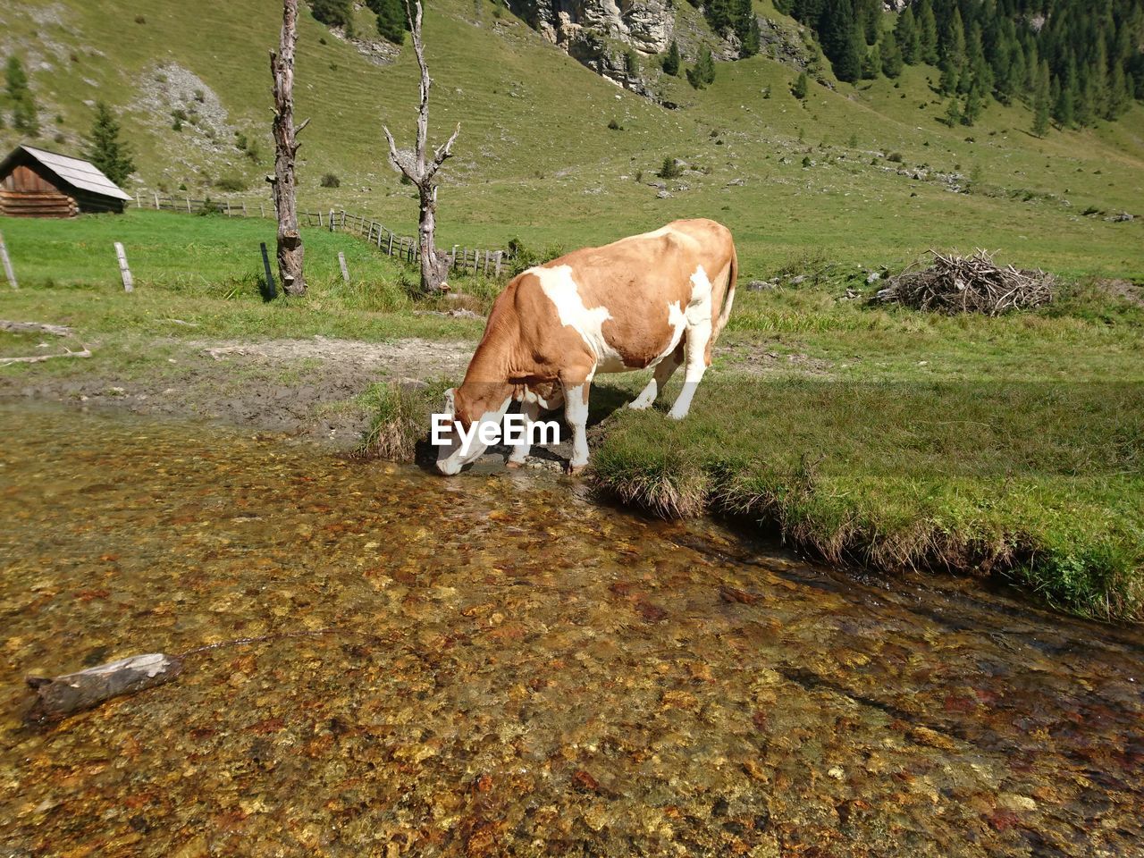 Cow drinking water from pond
