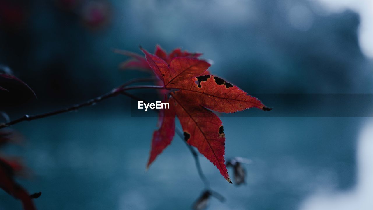 leaf, plant part, autumn, red, nature, tree, plant, branch, beauty in nature, maple, close-up, maple leaf, focus on foreground, no people, macro photography, outdoors, flower, tranquility, day, maple tree, environment, sky, selective focus, fragility, water