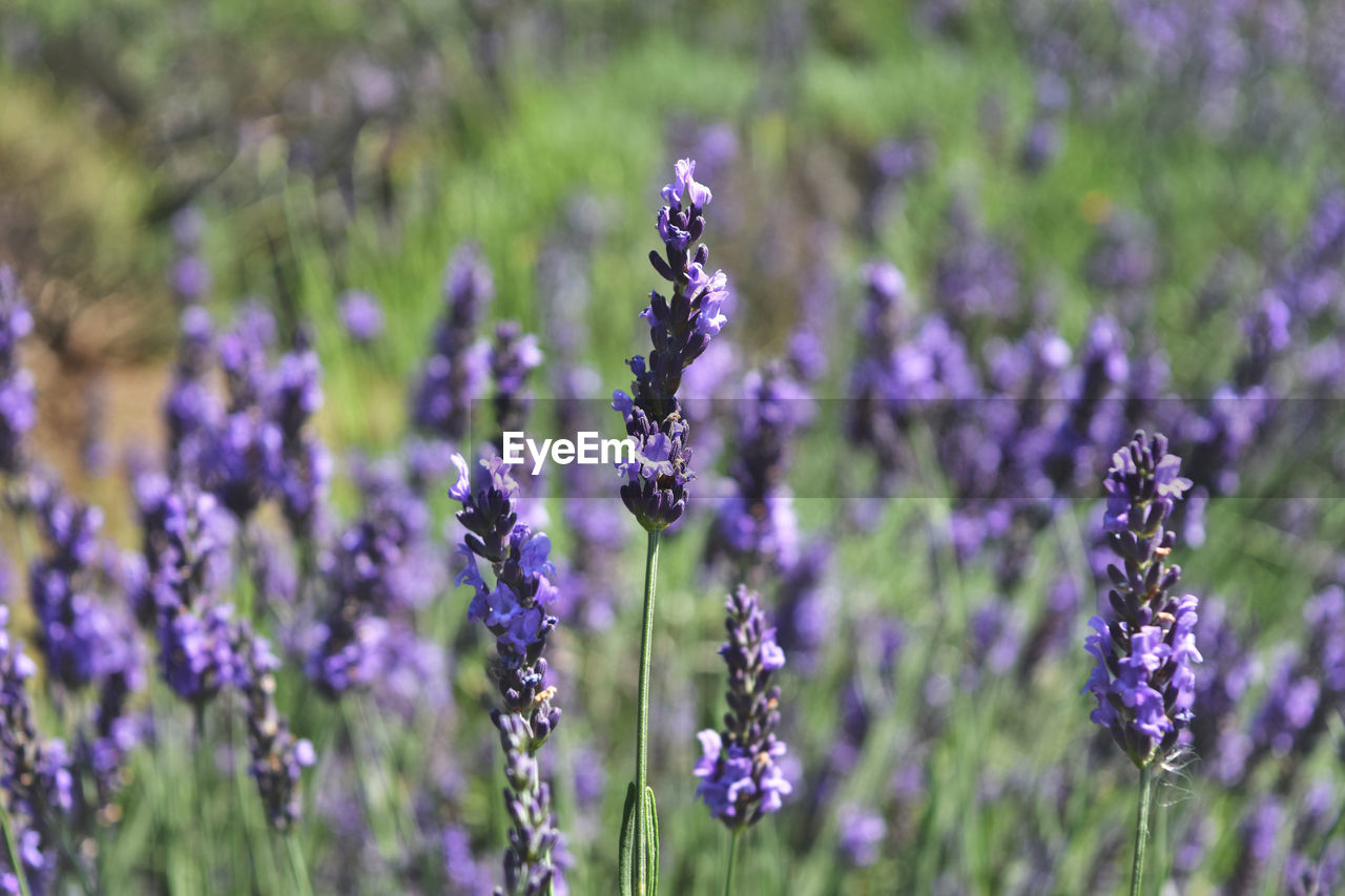 Close-up of purple lavender flowers on field