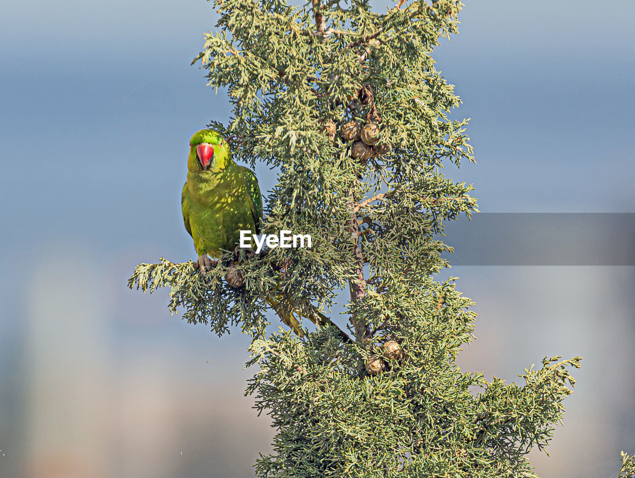 Rose ringed parakeet