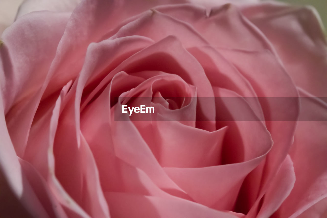 FULL FRAME SHOT OF ROSE