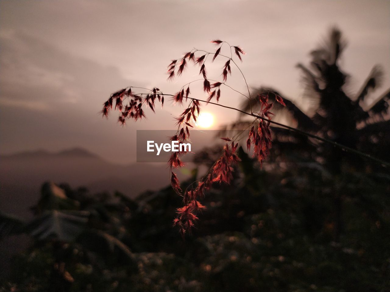 Close-up of silhouette plant on field against sky during sunset