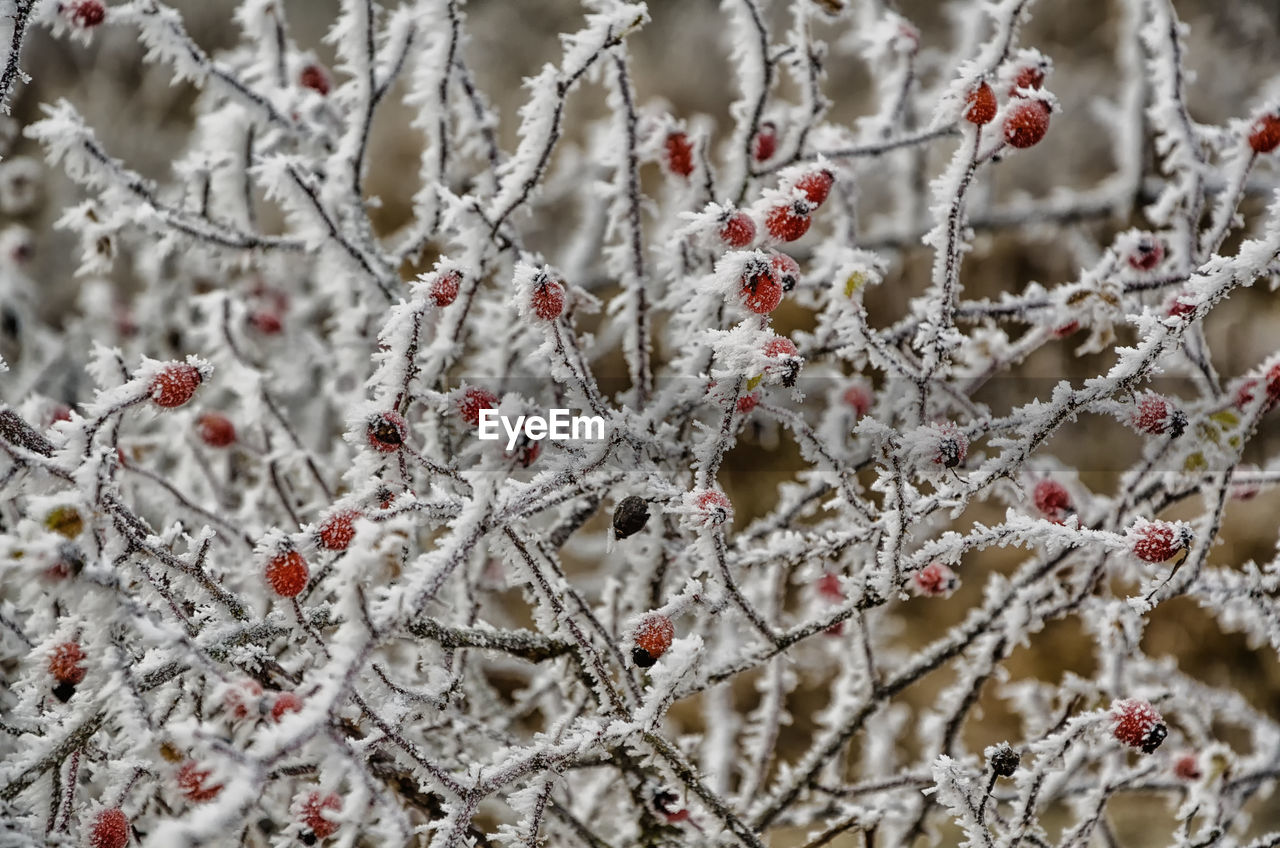 Close-up of snow covered plant