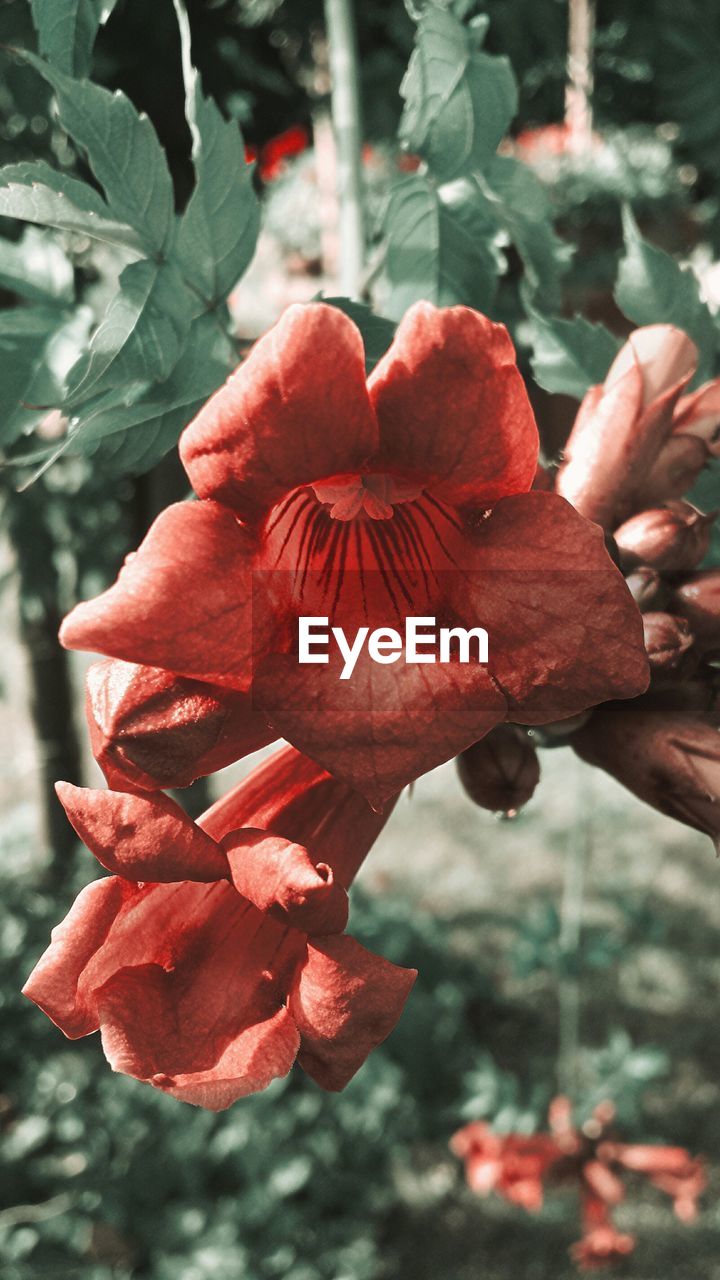 Close-up of red flowers blooming outdoors