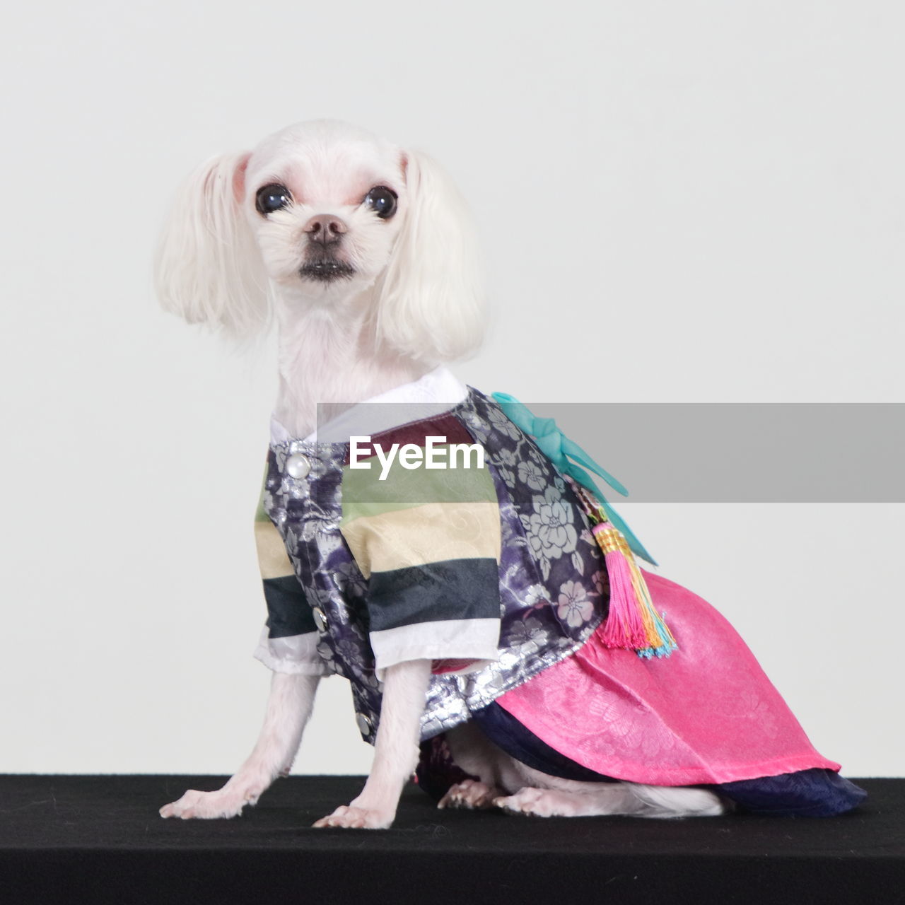 Portrait of dog in clothing sitting against white background