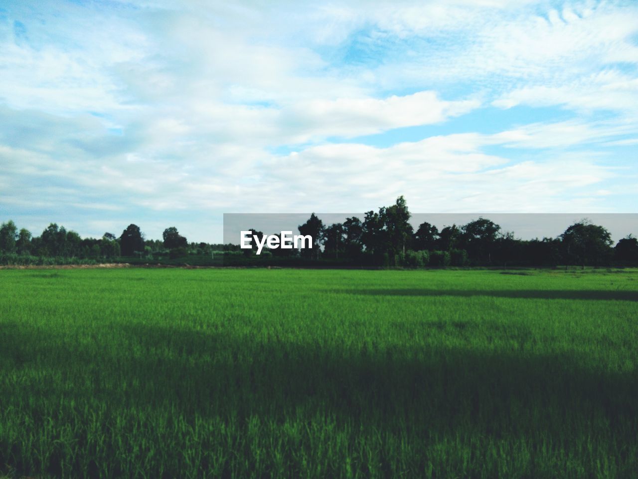 SCENIC VIEW OF FARM AGAINST SKY