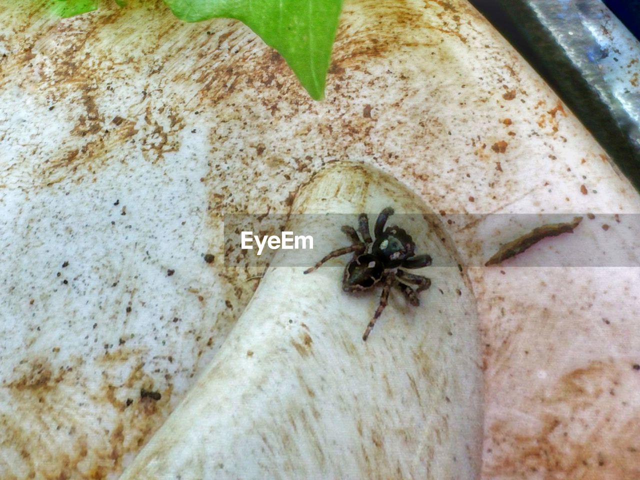 HIGH ANGLE VIEW OF SPIDER ON A WALL