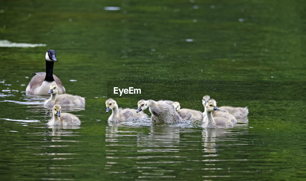 wildlife, animal wildlife, animal themes, bird, water, animal, group of animals, lake, swimming, nature, ducks, geese and swans, water bird, duck, young animal, no people, waterfront, day, young bird, beak, swan, goose, beauty in nature, animal family, large group of animals, outdoors