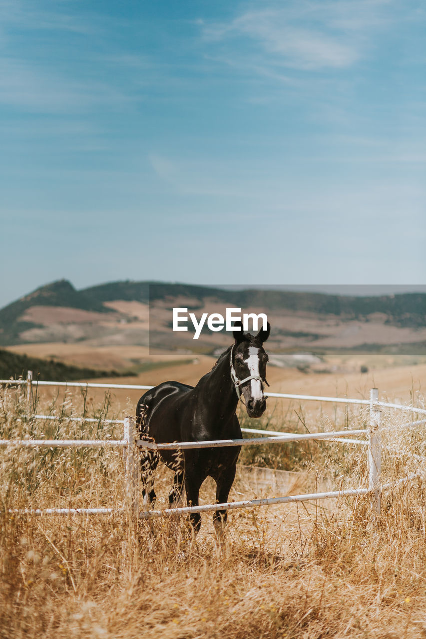 Horse standing on grassy field against sky during sunny day