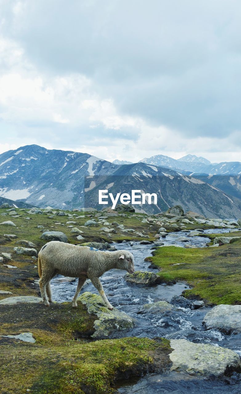 View of horse on mountain against sky