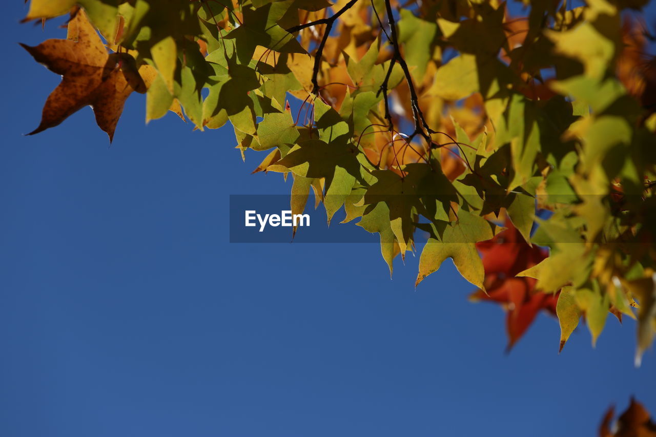 Low angle view of maple leaves against sky