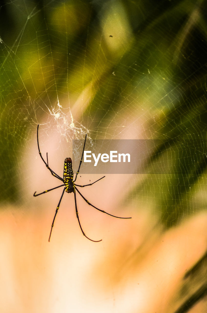 Close-up of spider on web