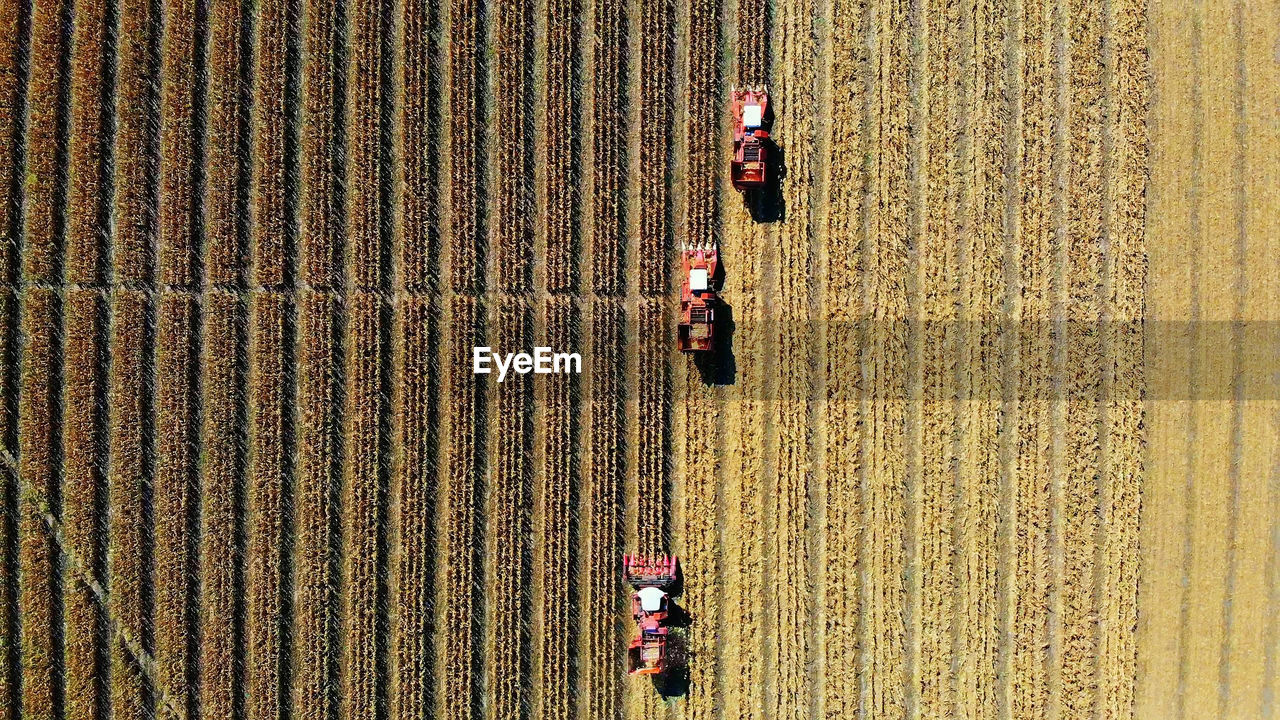 Aerial top view. three big red combine harvester machines harvesting corn field in early autumn