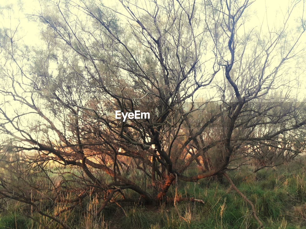 BARE TREE IN FIELD