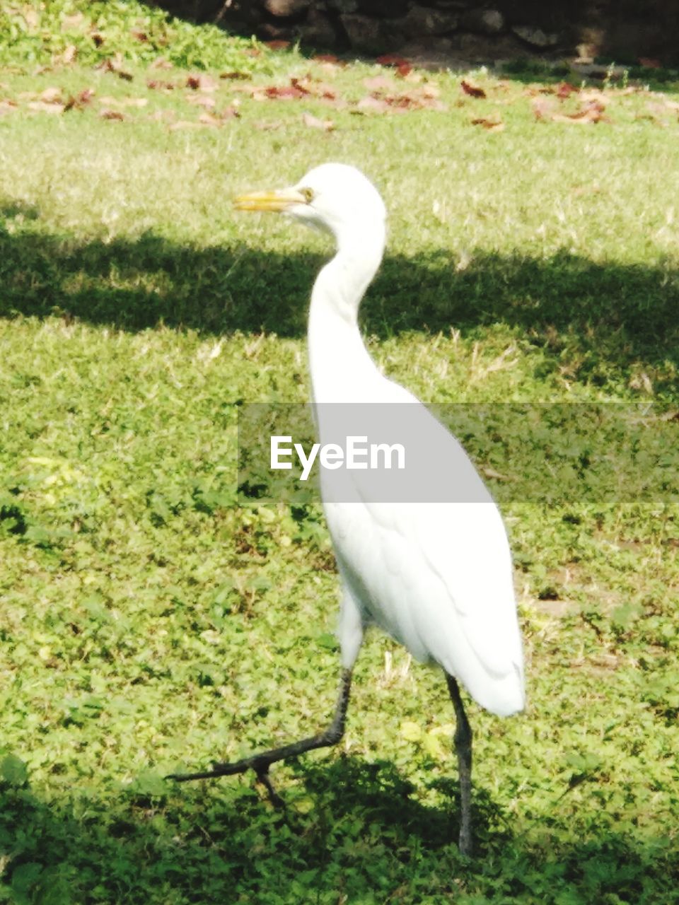 VIEW OF WHITE BIRD PERCHING ON A FIELD