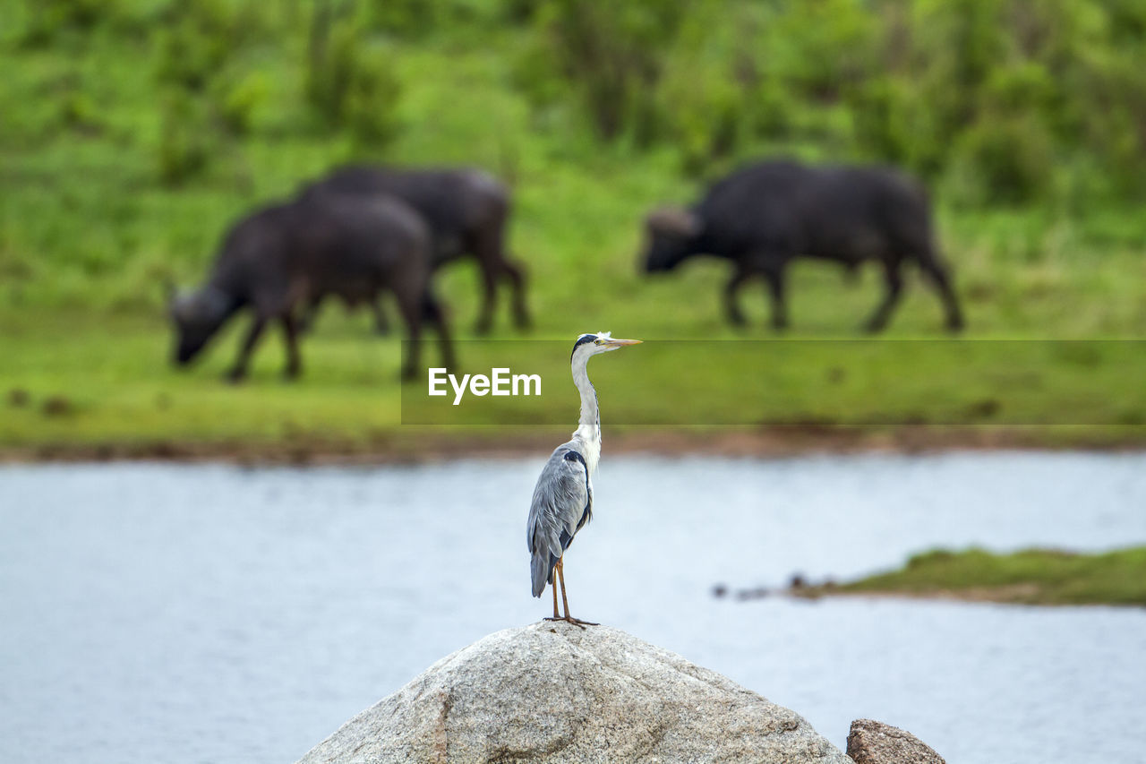 BIRDS ON ROCK