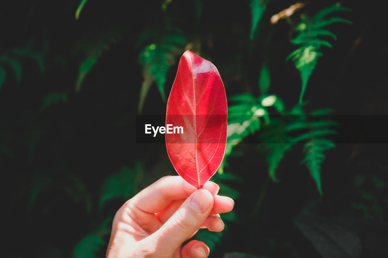 CLOSE-UP OF HAND HOLDING RED PLANT