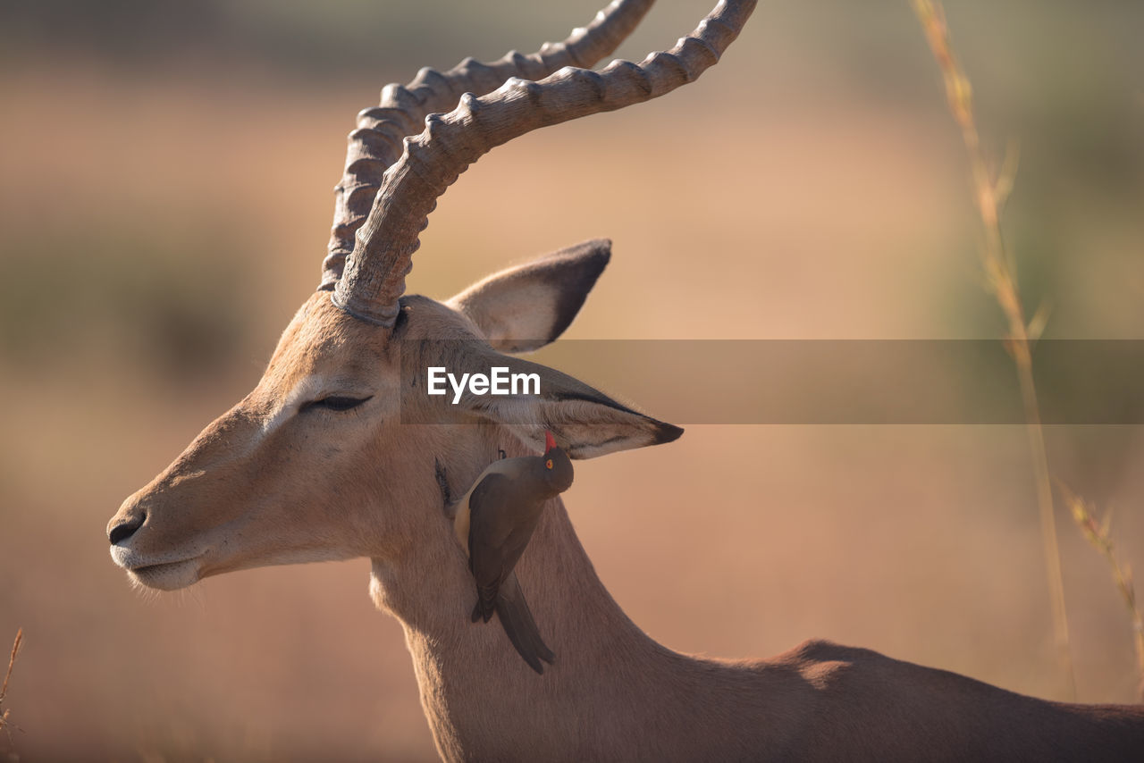CLOSE-UP OF AN ANIMAL