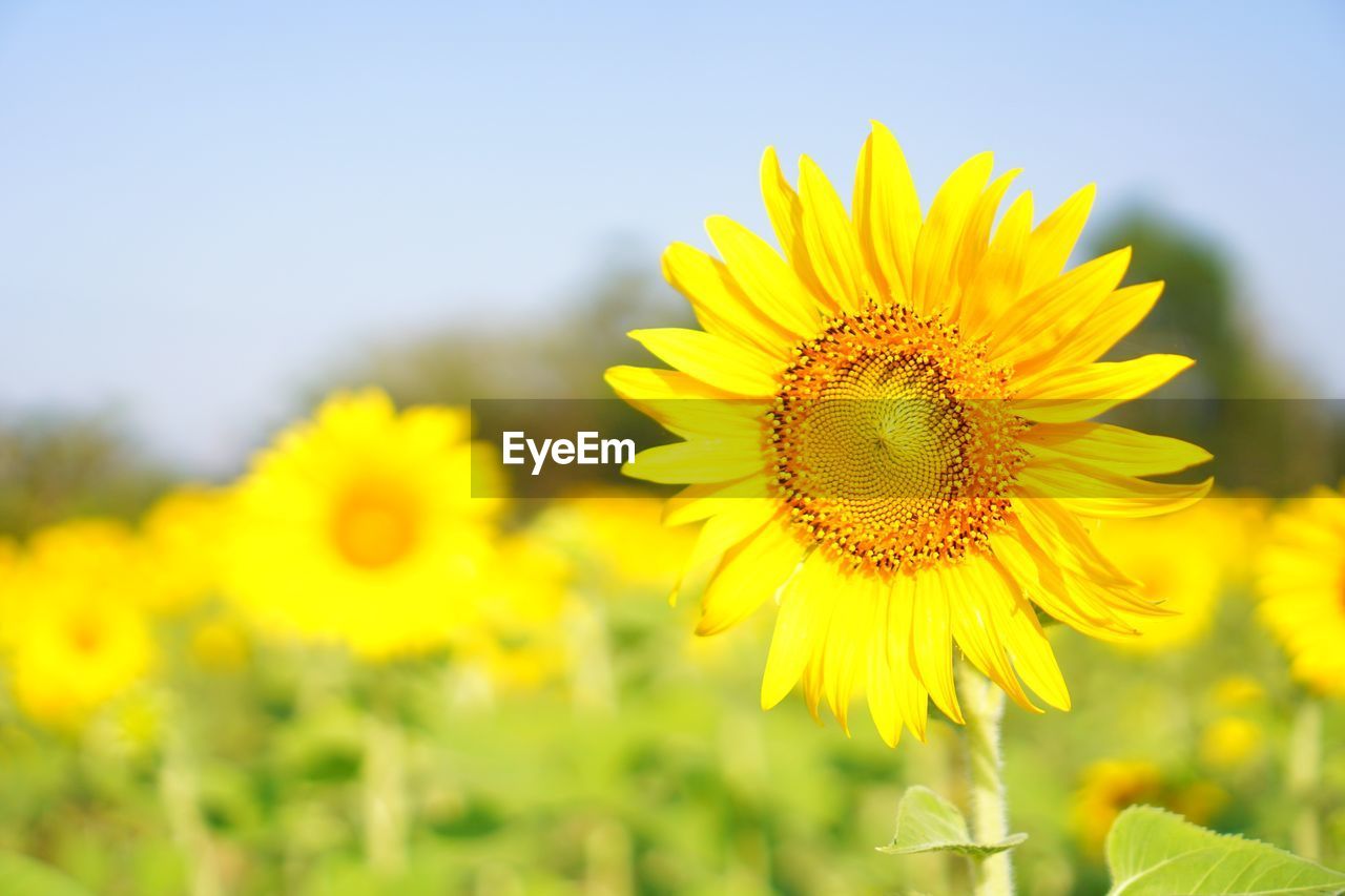 Close-up of sunflower on field against sky