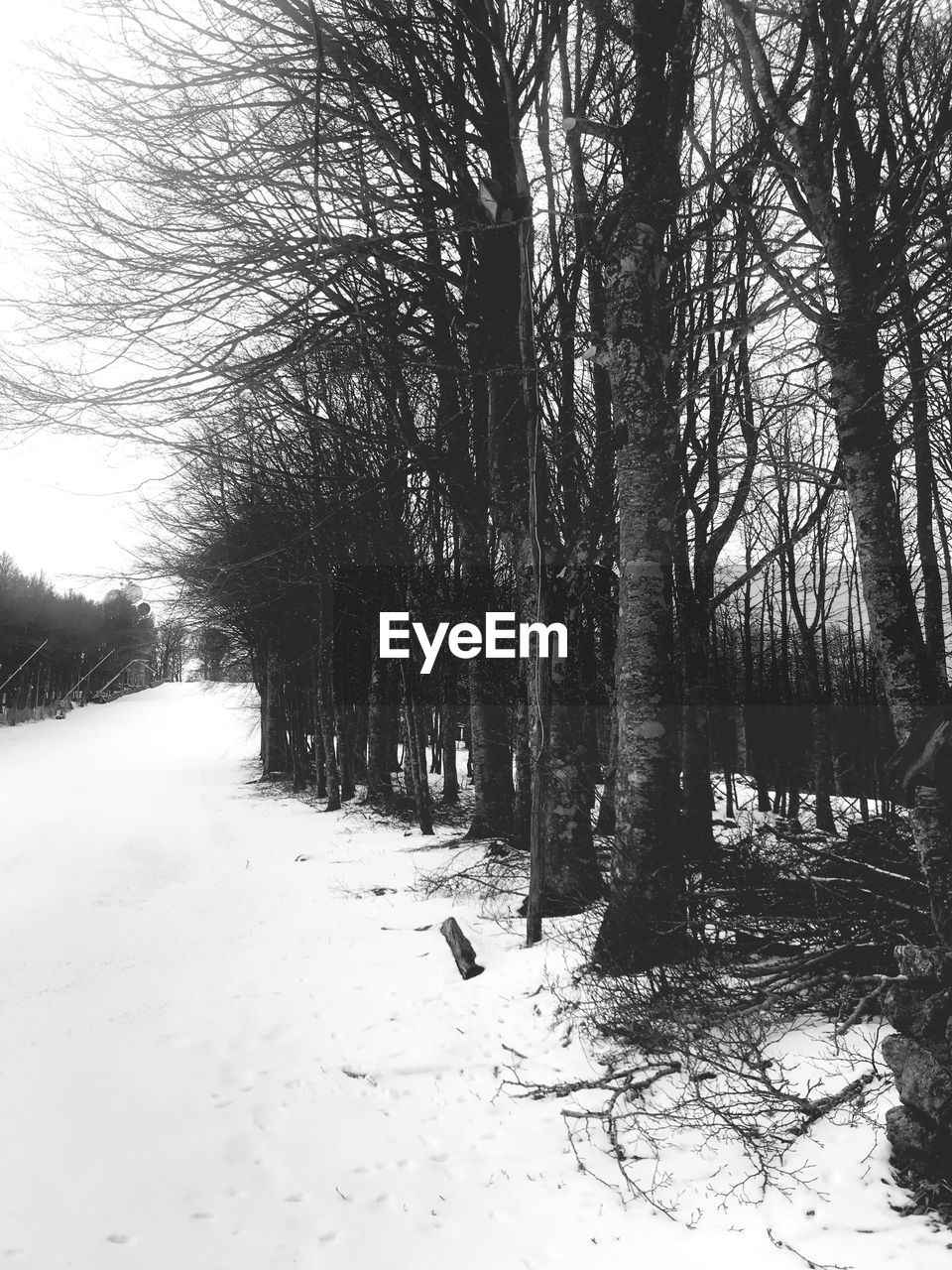 TREES ON SNOW COVERED LAND